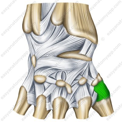 Carpometacarpal joint of the thumb – back surface (artt. carpometacarpalis pollicis)